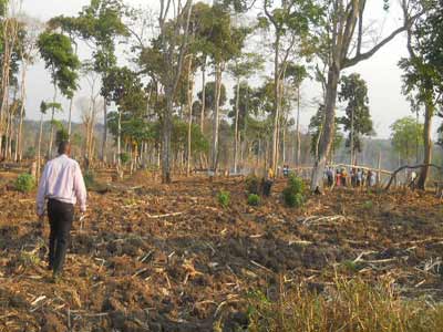 Ondo forestry threatened by encroachers
