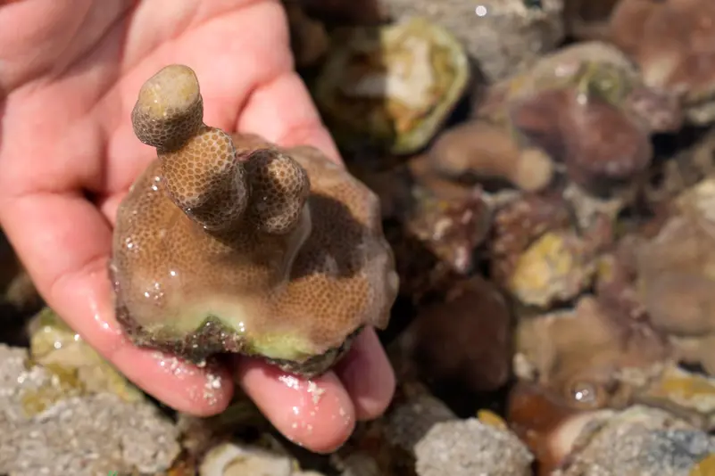 A young fragment of coral harvested from a nursery is shown off the coast of Abu Dhabi, United Arab Emirates, Thursday, May 25, 2023
