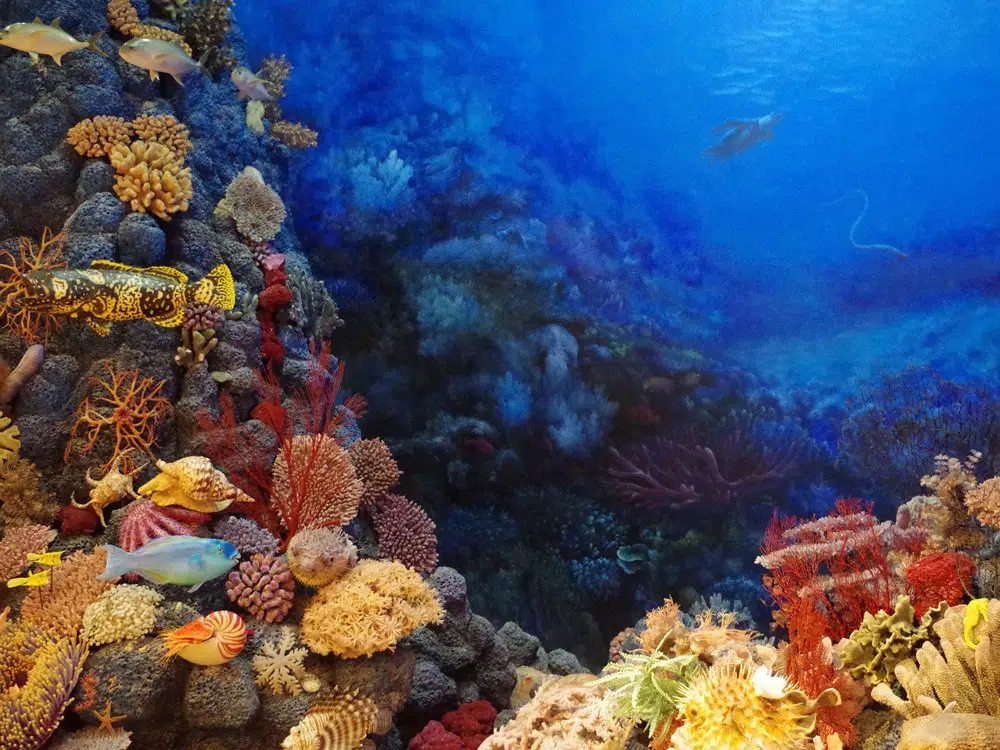 Deep seabed