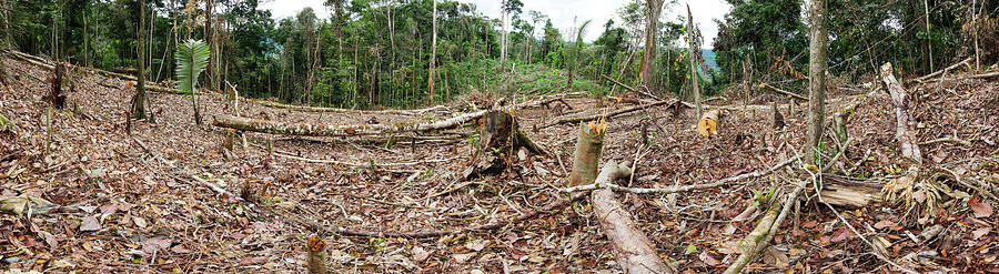 Rainforest Cleared To Plant Crop