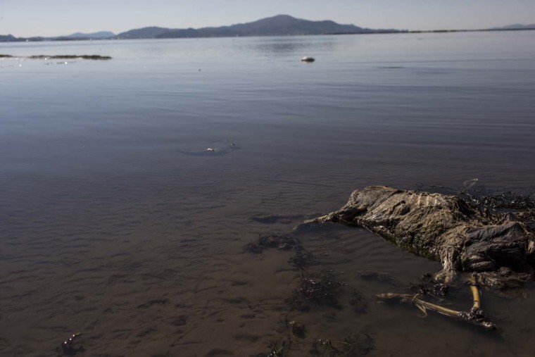 In this Feb.3, 2017 photo, a sheep’s carcass lays on the shore of Lake Titicaca, Peru. According to environmental activists, villagers’ cattle and crops are dying due to contamination.