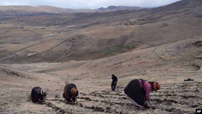 Residents harvest potatoes at a field near the Cconchaccota community