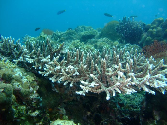 Coral Bleaching