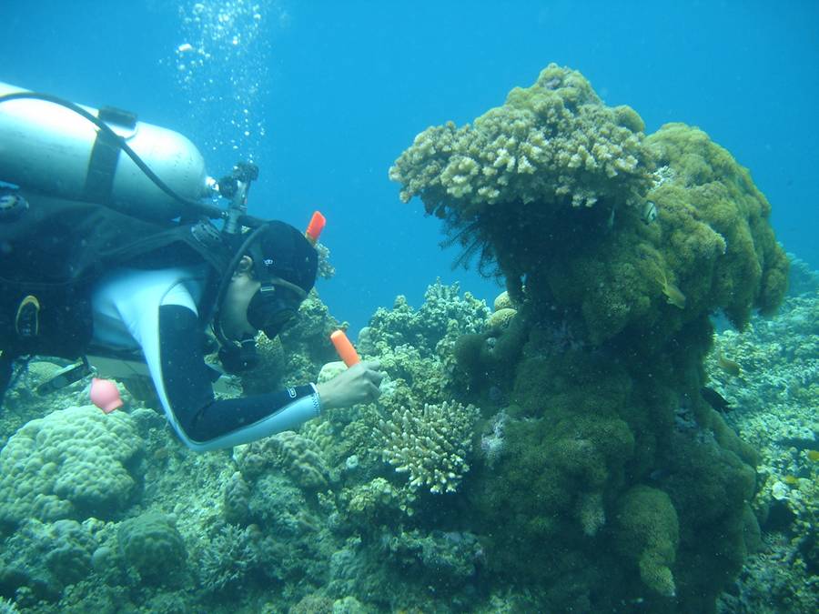 UP Researchers compare coral species in Bohol and Bolinao, Pangasinan reefs