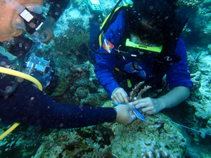 Direct transplantation of COPs in the APEC-Coral Garden by the Philippine Coast Guard