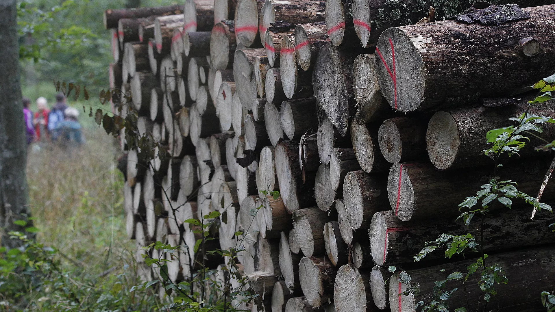 NGOs said that trees are being cut down again in Bialowieza, Europe's last primeval forest in eastern Poland.