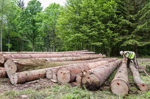 Deputy superintendent of the Hajnowka Forest District cuts of bark of spruce to find woodworm and woodworm larvas in Białowieża National Park.