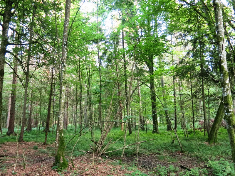 Białowieża National Park which spans 350,000 acres in Poland and Belarus is a protected UNESCO World Heritage Site.