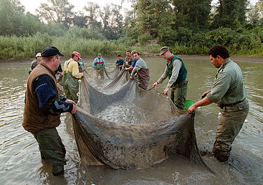 Volunteers work in the Tisza