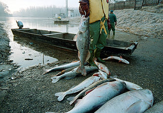Dead fish in the Tisza River