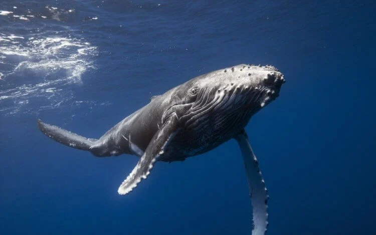 Gray whales grow up to 15 meters in length.