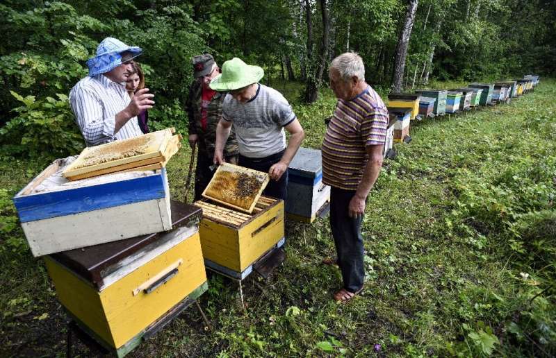 Mass death of bees in Tula region, Russia
