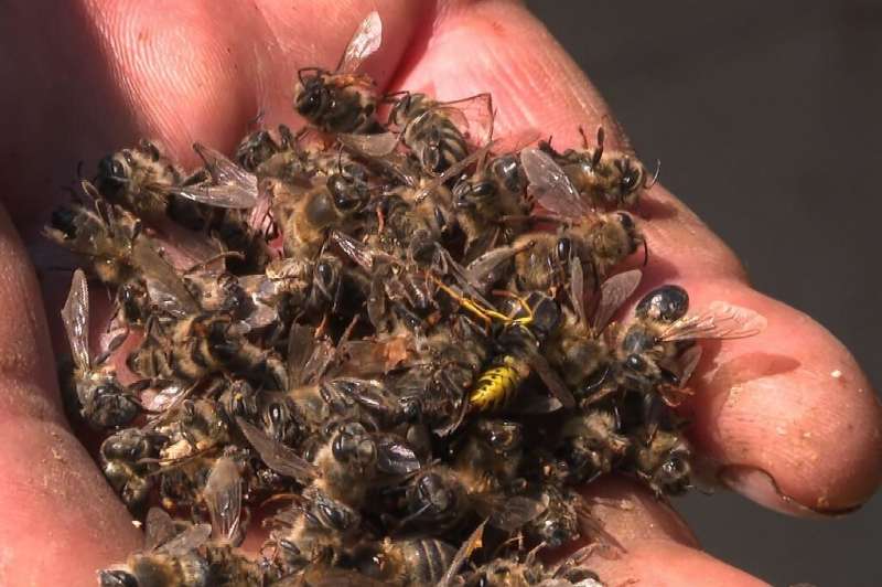 Russian beekeepers south of Moscow have been seeing their bees die.