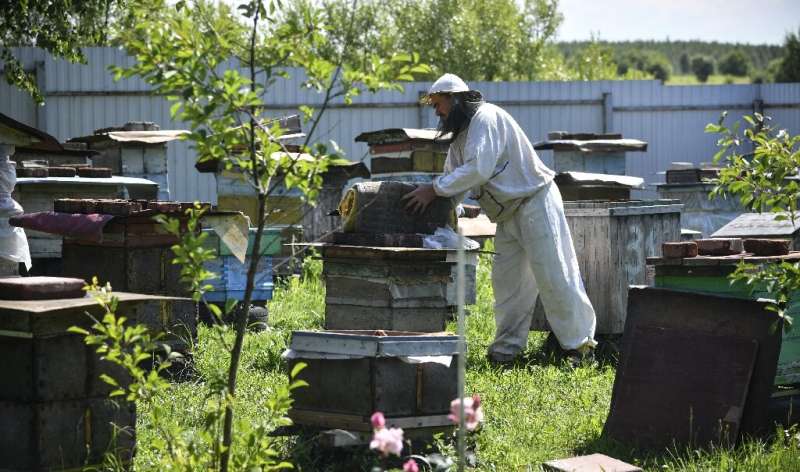 Beekeeper Anatoly Rubtsov has lost nearly all of his hives.
