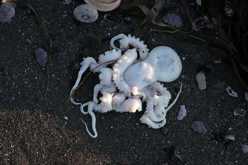 Mysterious mass death of marine organisms in Kamchatka, Russia