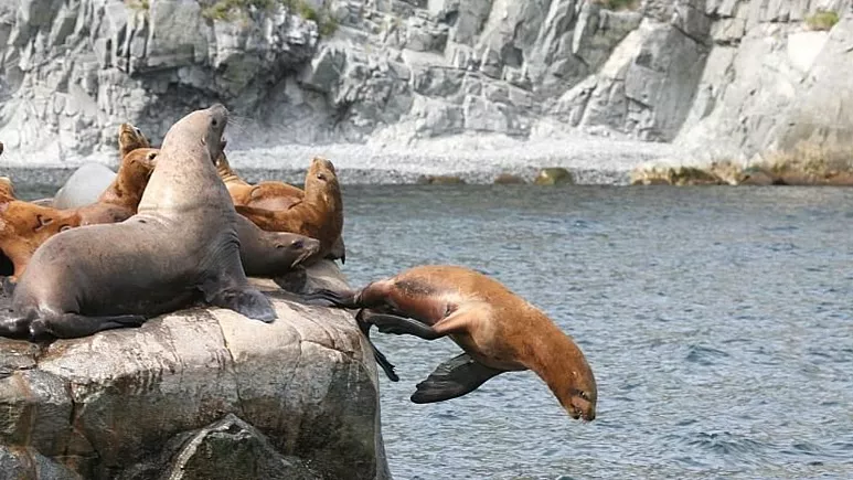 Sea animals