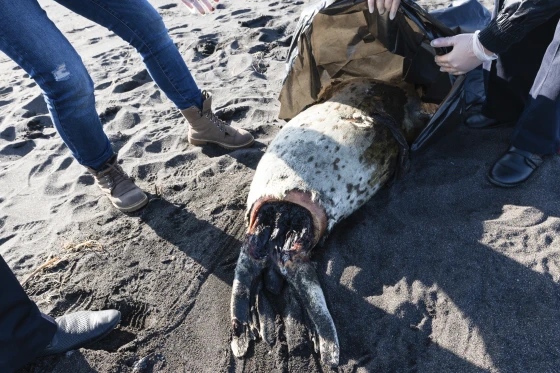A dead larga seal lies on the shore of the Khalaktyrsky Beach, Kamchatka