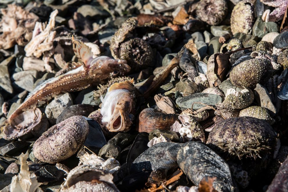 Dead sea animals are seen washed up on the shore due to unexplained water pollution in Kamchatka region, Russia, on Oct. 8, 2020.
