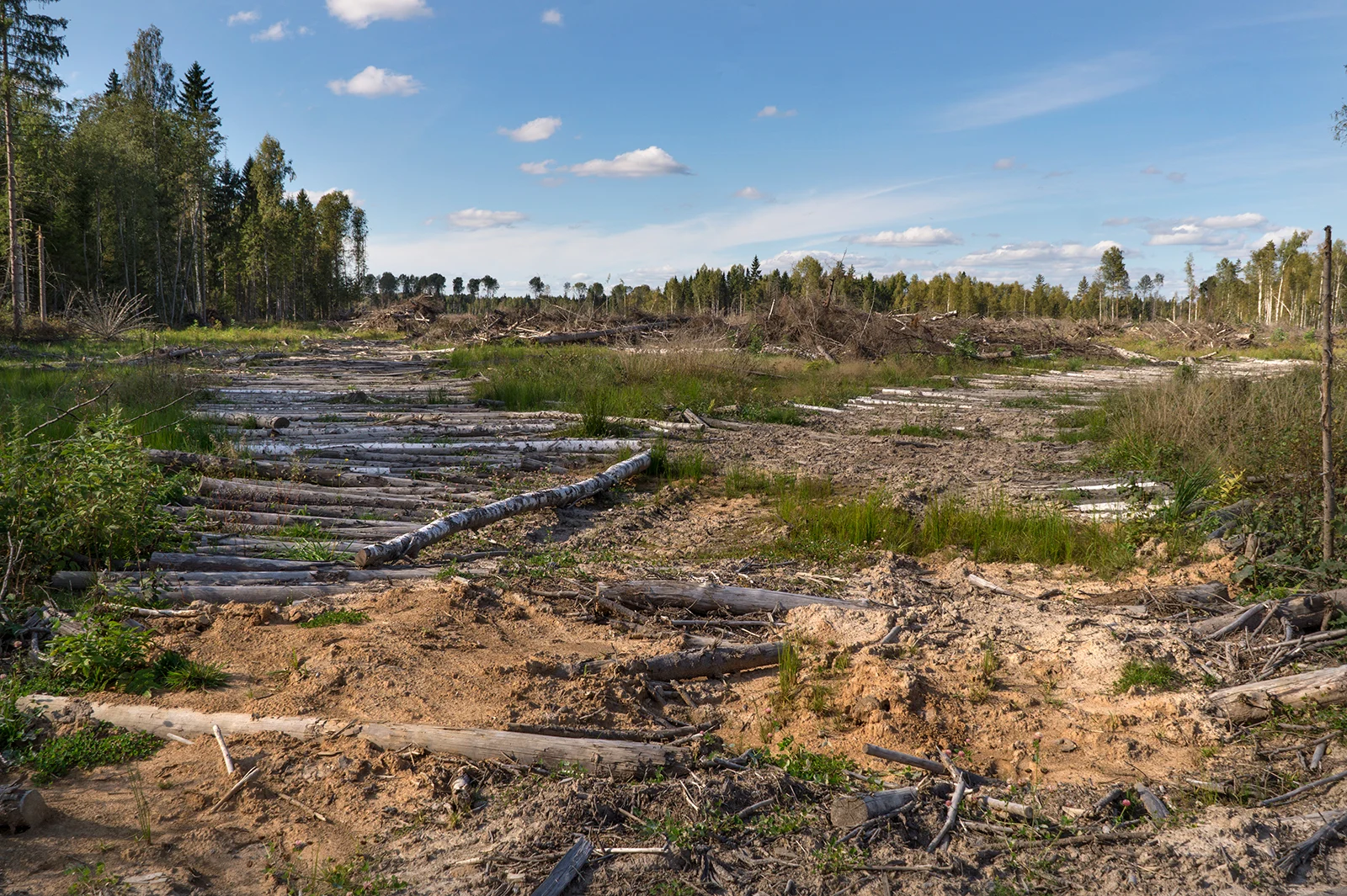 Deforestation in  Russia