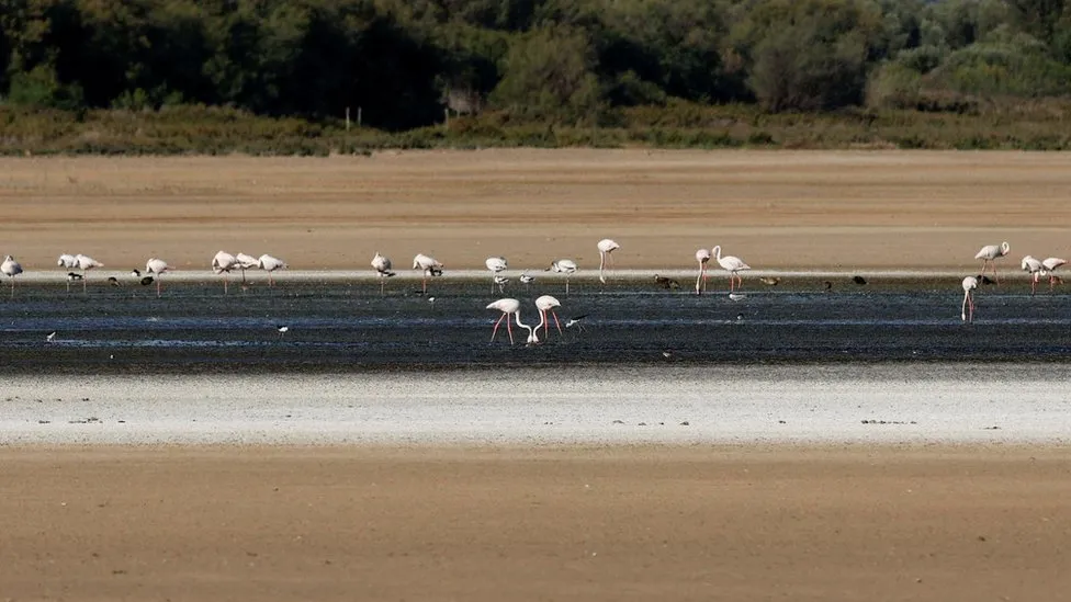 Flamingos feed in the mud on a dried up lagoon