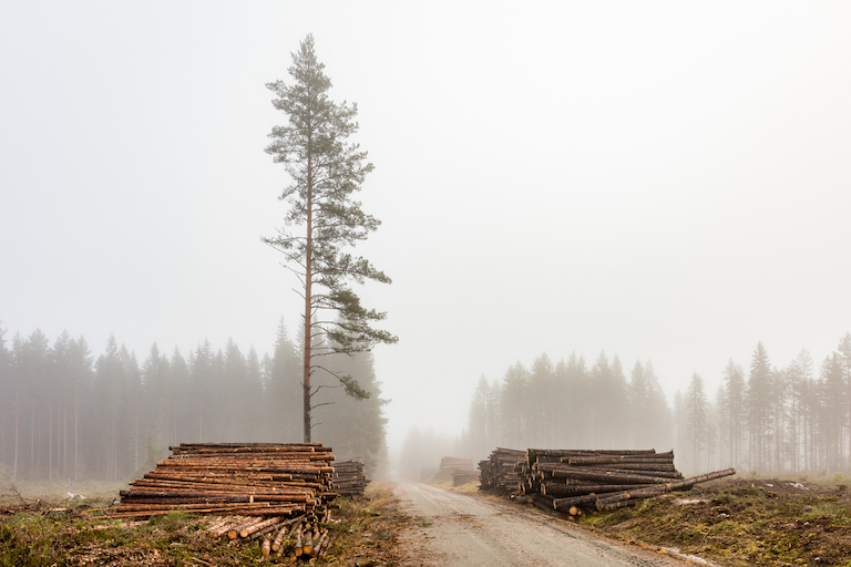 Logging operation in Sweden.