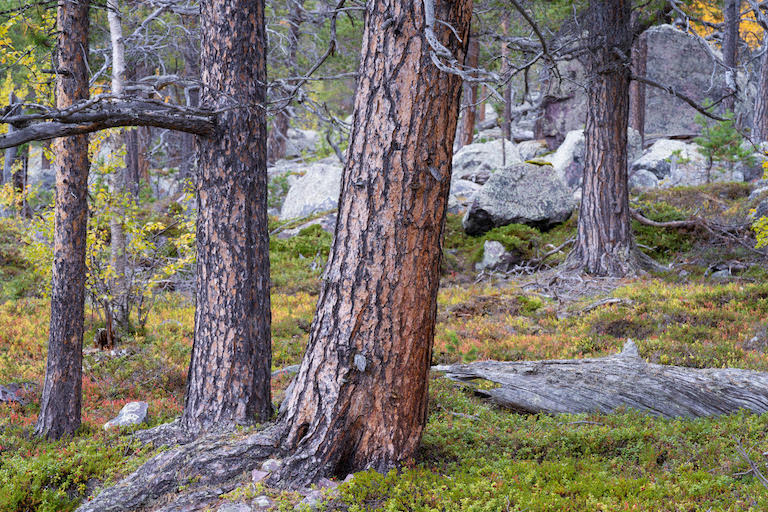 Sweden’s oldest boreal forests, which forestry companies routinely clearcut, are carpeted with berries and with a thick mat of lichens, which reindeer rely on for winter forage.