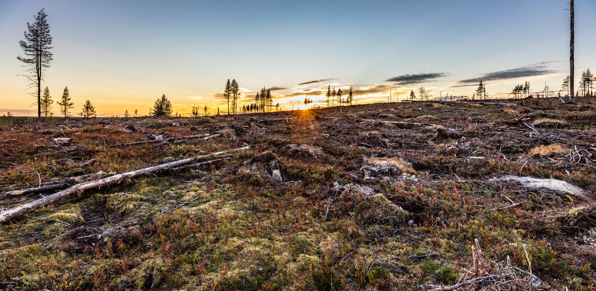 Deforestation in Sweden 2023.