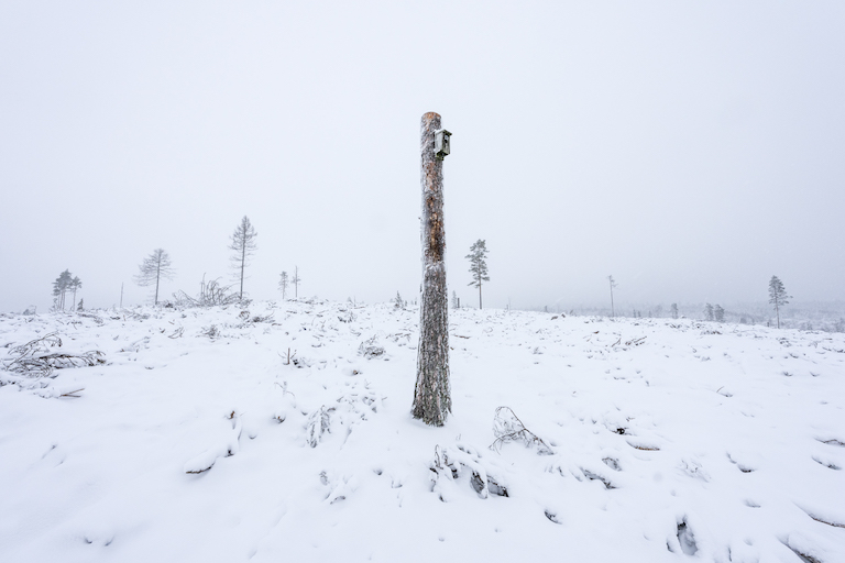 This photo won in the photojournalism category of this year’s Big Picture Competition, and shows what the forest industry deems to be habitat creation, a single birdhouse mounted on a lone tree trunk in the middle of a clearcut.