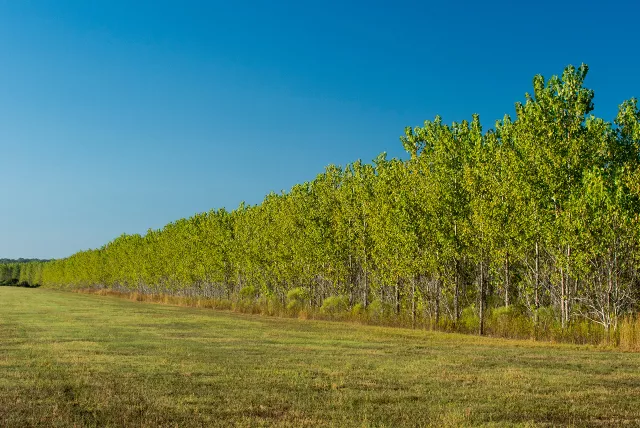 Mississippi Valley reforestation, US