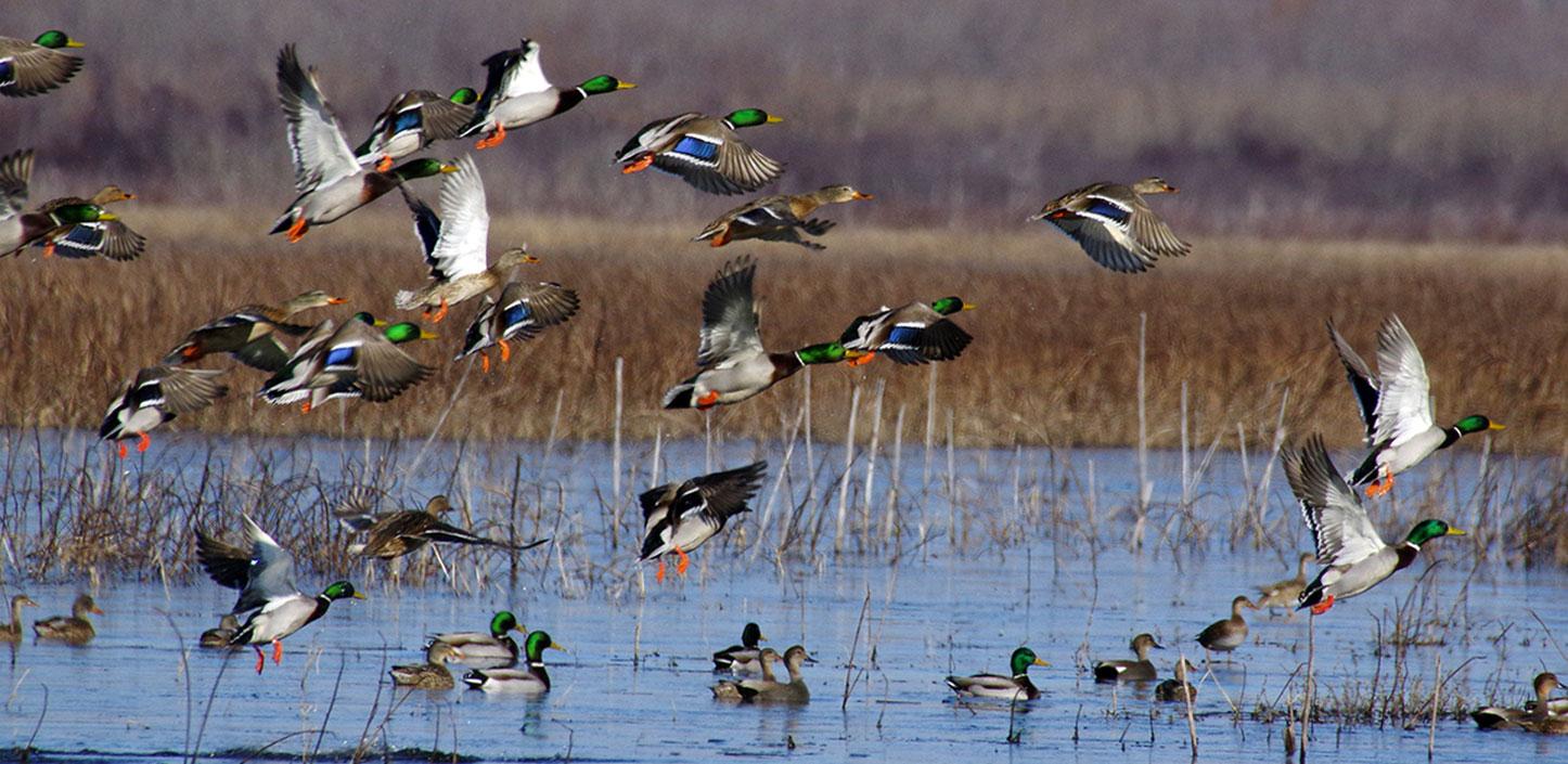 Enhance deciduous forests to provide improved habitat for waterfowl, songbirds and forest-dependent species.