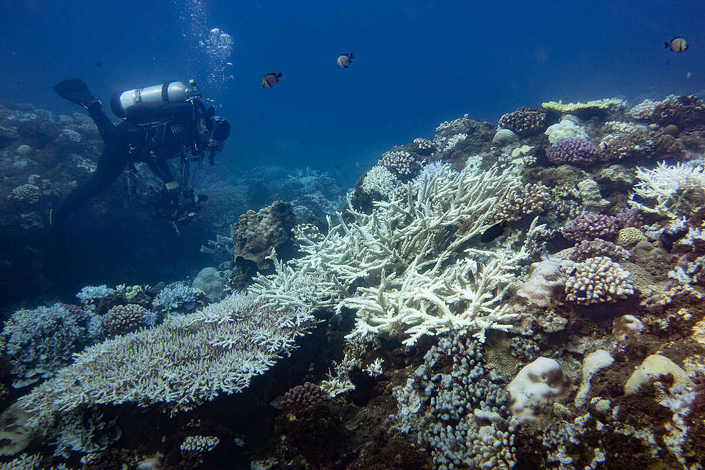 Coral bleaching in Taiwan
