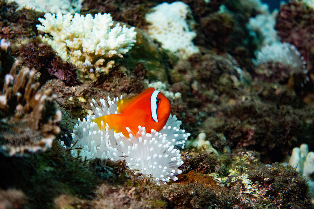 The ocean temperature is higher than 28 degrees, reaching a maximum of 31 degrees. Due to climate change and global warming, Taiwan’s corals have become the first victims.