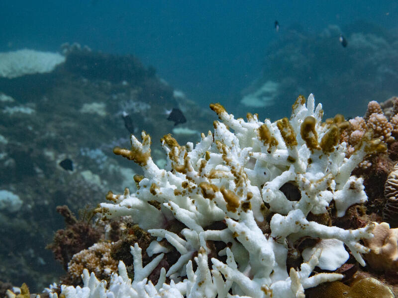 Record coral bleaching including 5, 10 and 18 meters of depth.