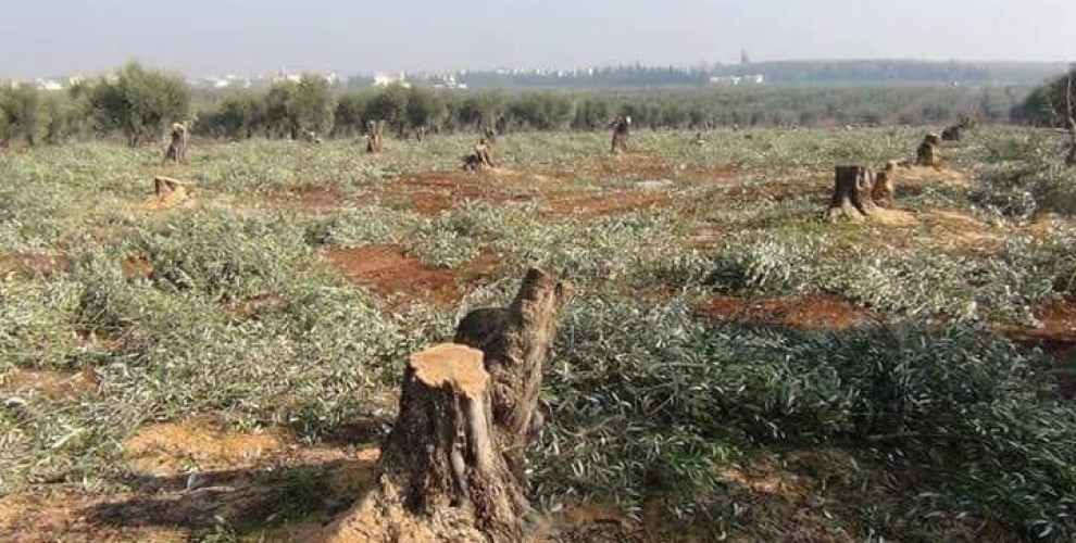the Turkish state is cut down olives