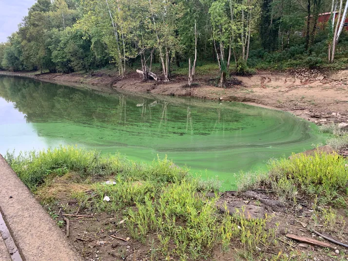Algae on the Ohio River near California, Kentucky has been identified as Microcystis, a genus of cyanobacteria that causes harmful algal blooms.