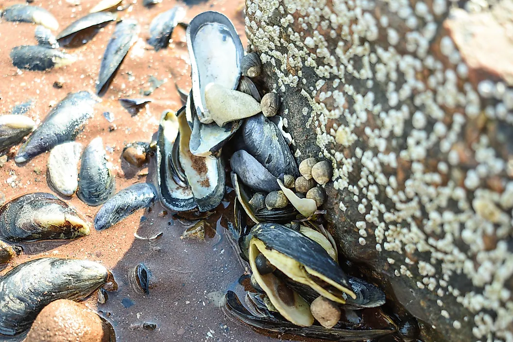 In the past, 80 species of mussels lived in the Ohio River, but currently we can only find 50 species.