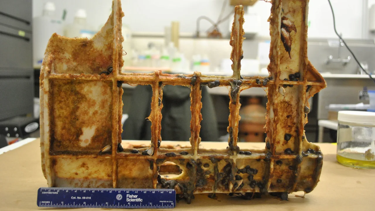 Coastal anemones found side by side with pelagic (open ocean) gooseneck barnacles and pelagic bryozoans on a derelict fish crate recovered from the North Pacific Subtropical Gyre.