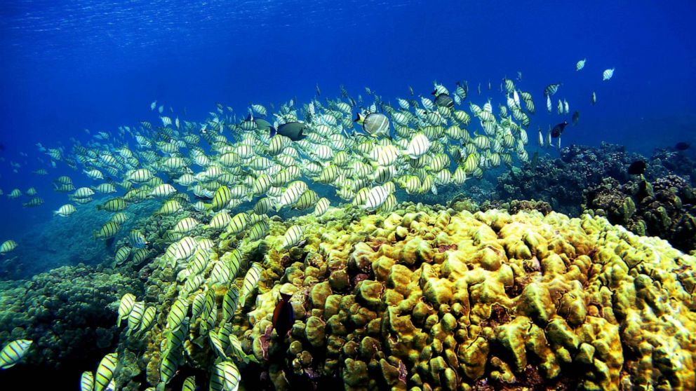 A school of manini fish pass over a coral reef at Hanauma Bay, Jan. 15, 2005 in Honolulu.