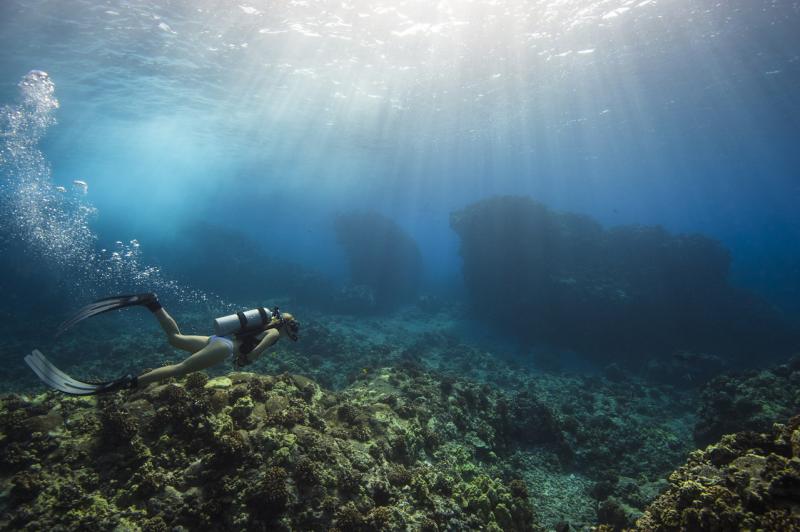 A diver in Honululu coral reef