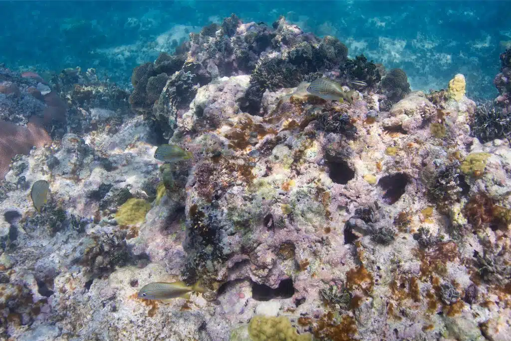 Coral Reef Degradation in Hawaii