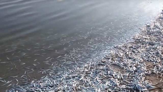 Dead fish on the beaches of the Sea of Azov