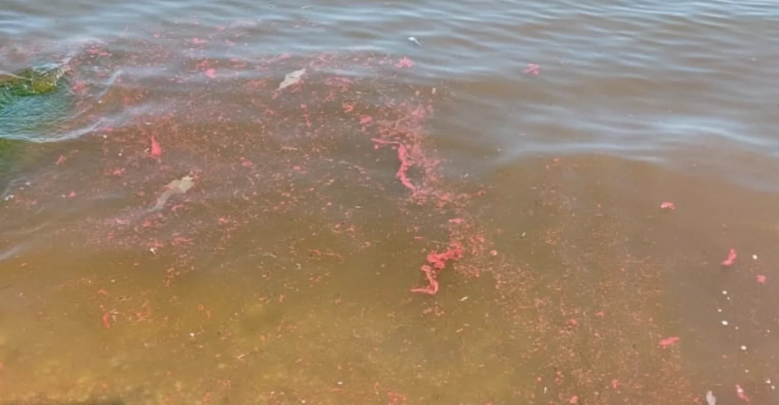 Pollution of the water of the Sea of Azov with paints and varnishes.
