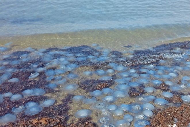 Jellyfish on the Sea of Azov.