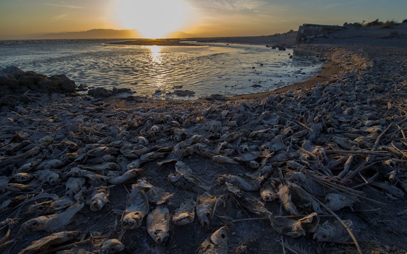 Lots of dead fish are seen on the bank of Salton Sea, a saline lake in Southern California, the United States, on April 29, 2016.