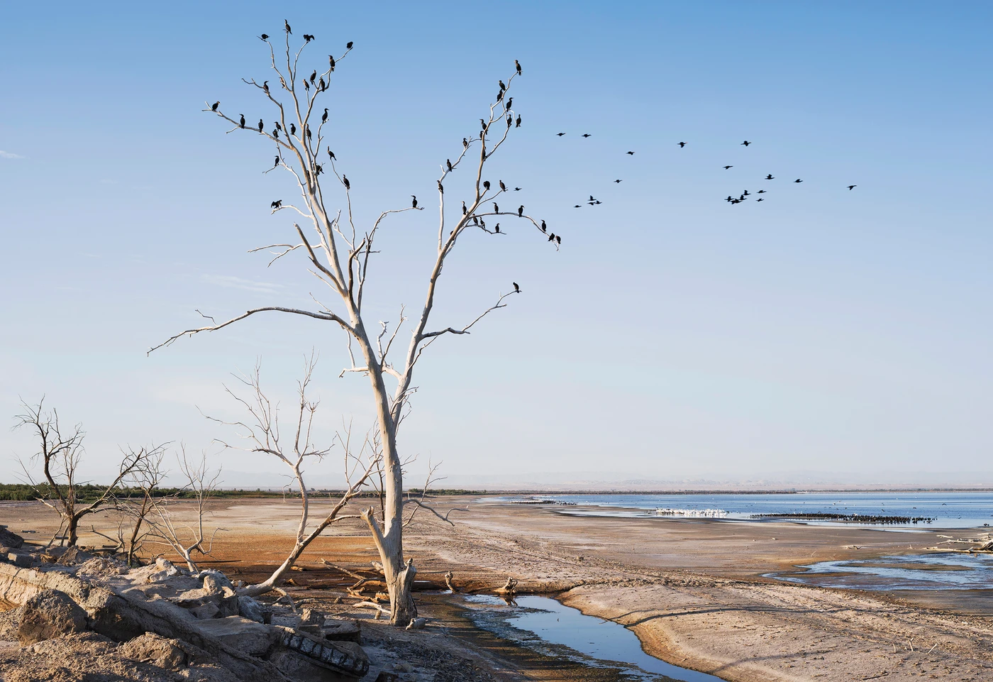 Even as the lake shrinks and grows saltier, it supports millions of birds representing hundreds of species.