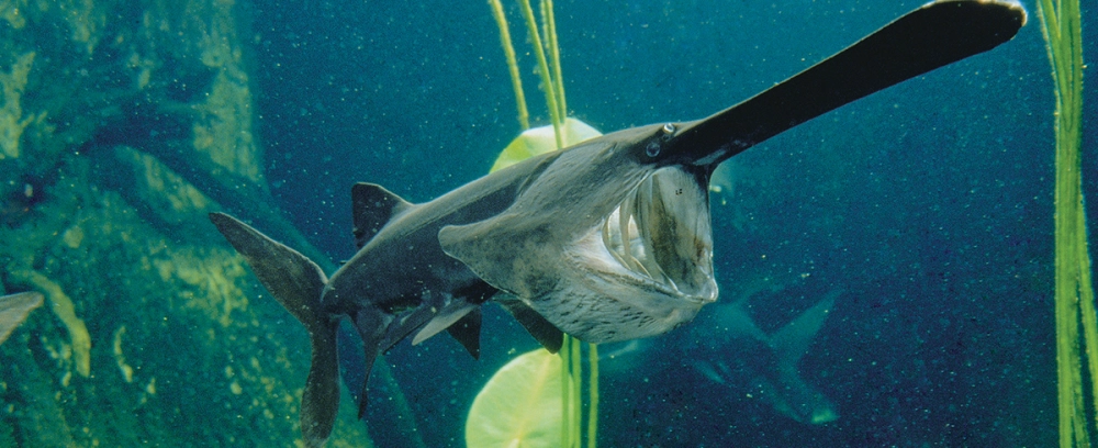 The American Paddlefish is a Tennessee River inhabitant that feeds on zooplankton.