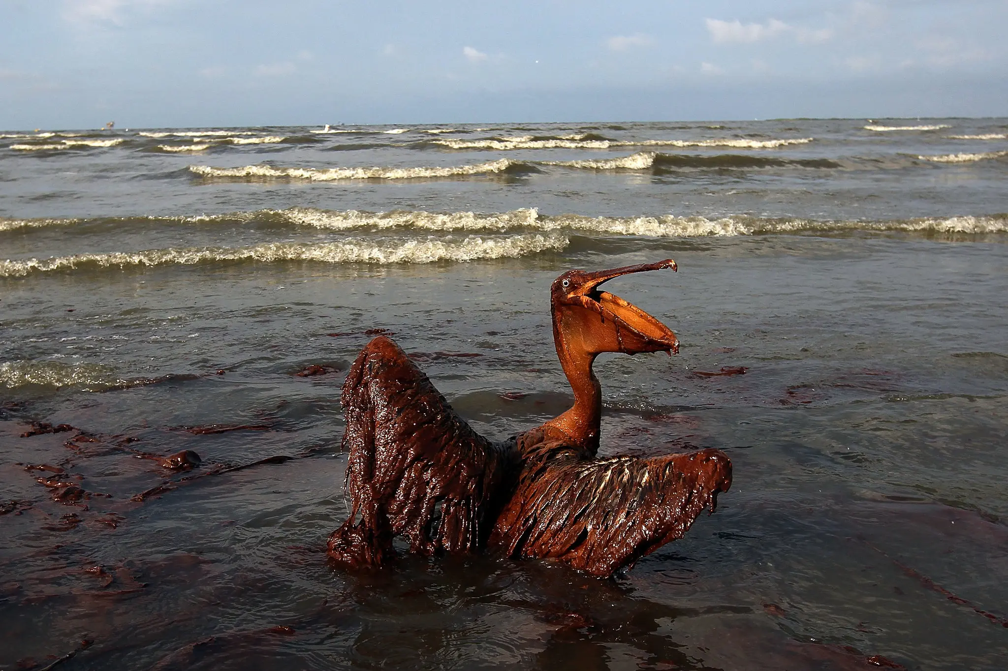 A pelican covered in oil on East Grand Terre Island after the spill.