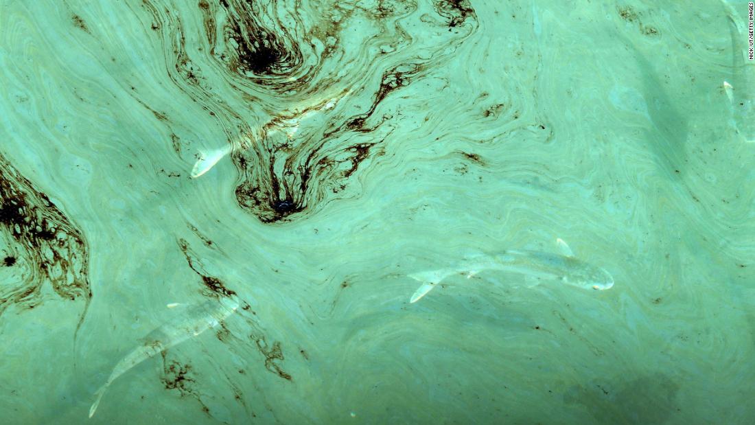 Fish swim in oil-contaminated waters off the coast of Huntington Beach, California, on October 3