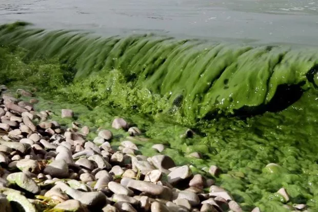 In May 2018, in Salem, Oregon, toxins from an algal bloom entered the city's tap water.