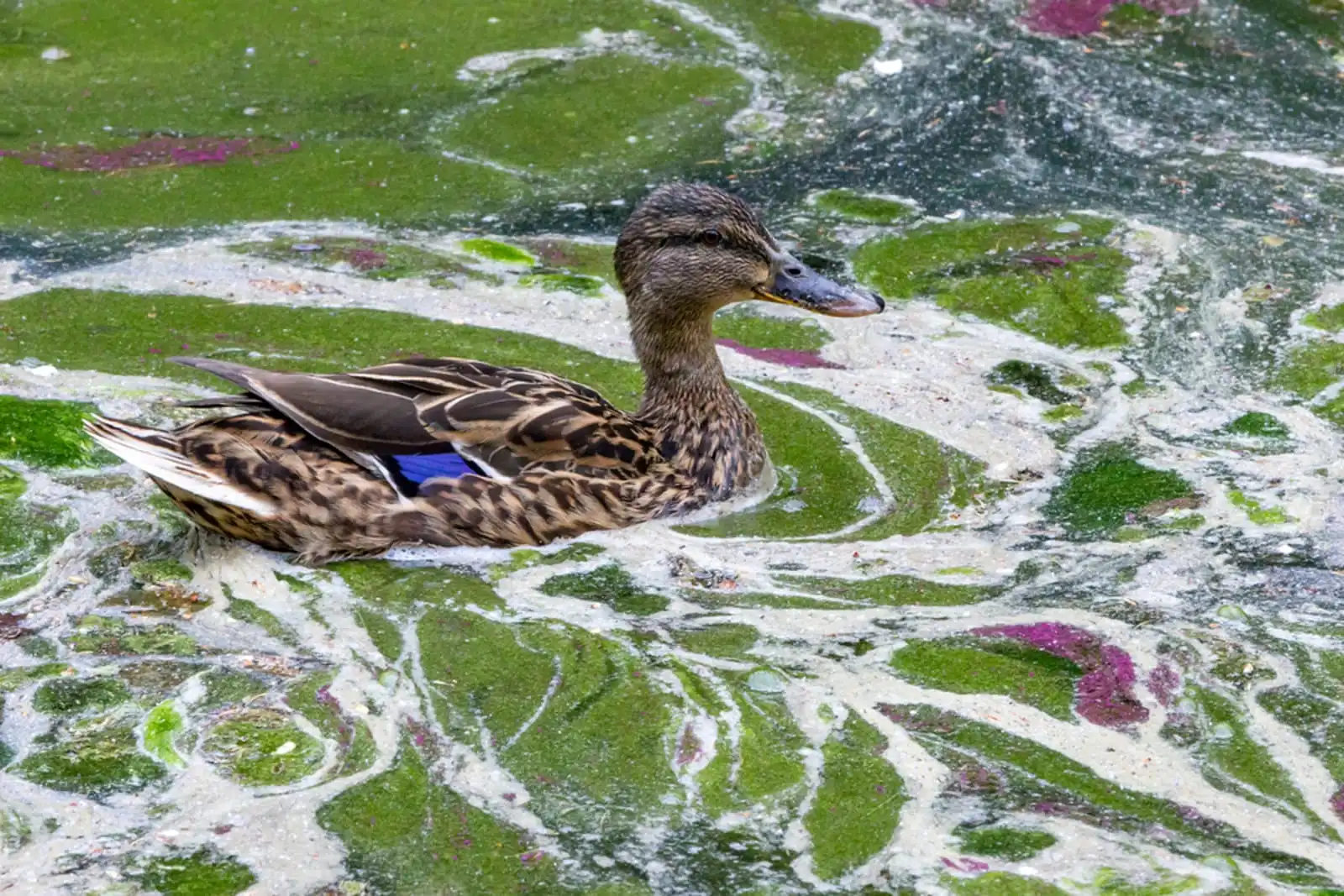 Toxic chemicals are found in virtually every South Carolina river tested